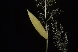 Image result for Isachne kiyalaensis