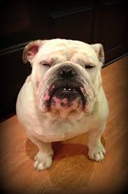 Mean Muggin English Bulldog English Bulldog Bulldog Cute Animals