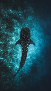 We've gathered more than 5 million images uploaded by our users and sorted them by the most popular ones. 900 Fish Background Images Download Hd Backgrounds On Unsplash