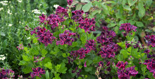 Image result for Pelargonium domesticum round-leaved bushy