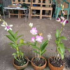 Seperti makan ayam penyet, harus ada lalapan biar ada ternyata tanaman cantik ini namanya peace lily. Murah Tanaman Hias Anggrek Dendrodium Bunga Cantik Shopee Indonesia