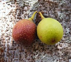 Image result for Ficus sansibarica