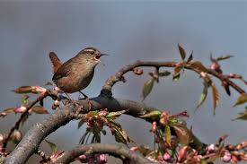 Maybe you would like to learn more about one of these? Wren Bird Singing Springtime Cute Outdoor Birdwatching Nature Avian Brown Pxfuel