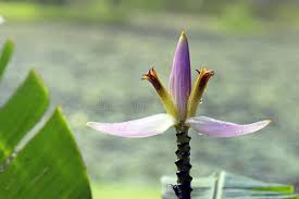 Image result for Musa sp. (Ornamental bananas)