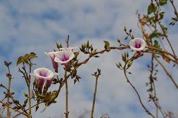 Image result for Ipomoea shirambensis