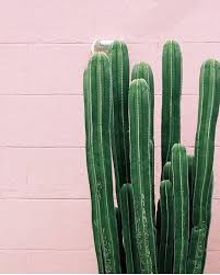 Discover millions of popular & trending #kaktus hashtags. Wallpaper Tumblr Kaktus Pink Novocom Top