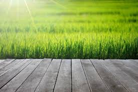 Rumput sering dijadikan pilihan karena terlihat lebih cantik daripada akan tetapi, memilih rumput untuk taman rumah ini tidak bisa dilakukan secara sembarang. Rumput Yang Pas Untuk Halaman Rumah Rumah123 Com