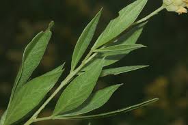 Image result for Pearsonia cajanifolia