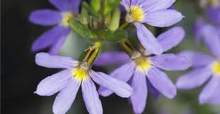 Image result for foto Vějířovka