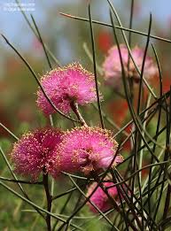 Image result for Melaleuca sp. A (Biegel 5741)