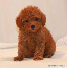 I met another breeder in san diego but we took too long in the decision process (we weren't ready when we met her) and now she has taken all the deposits she can for the year. Sheba S Female Scarlet S Fancy Poodles California Akc And Ukc Poodle Breeder Poodle Puppy Puppies Poodle Dog