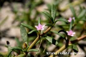 Image result for Sesuvium portulacastrum