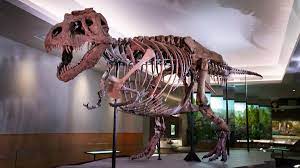 Joshua—rex's founding in 2017, rex was named one of the world's top 10 innovative companies in architecture by fast. Studie 2 5 Milliarden Tyrannosaurus Rex Lebten Auf Der Erde Zdfheute