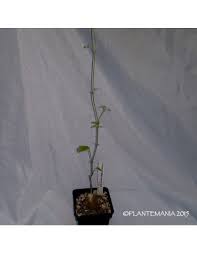 Image result for Cyphostemma adenocaule