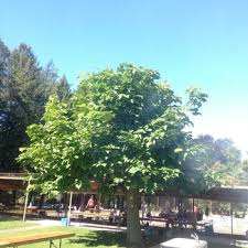 Maybe you would like to learn more about one of these? Catalpa Bungei Umbrella Tree From Garden Center Marketing