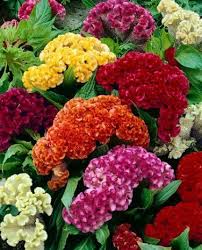Celosia Flower Seeds Celosia Flower Flowers