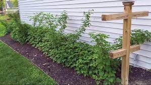 How to build a raspberry trellis. Quick And Easy Diy Raspberry Trellis Lovely Greens