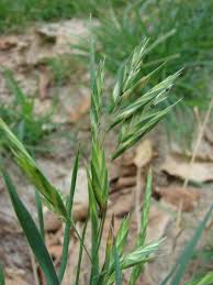Image result for Bromus catharticus