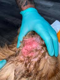 Image result for hotspot dogs