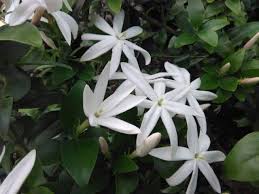 Image result for Jasminum multipartitum