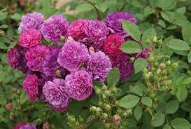 I have read that it blooms very well, has strong old rose. Sweet Chariot Ludwig S Roses