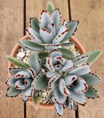 Donkey ears plant kalanchoe gastonis bonnieri succulent live these pictures of this page are about:donkey ear cactus. Kalanchoe Tomentosa The Panda Plant Or Pussy Ears Succulent City