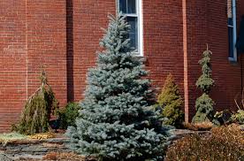 I felt that i was doing more than just sprucing up our front yard. 12 Spruce Tree And Shrub Types