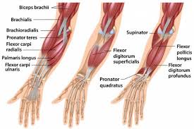 Strengthening forearms and grip strength is essential to. Forearm Muscles Attachment Nerve Supply Action Anatomy Info
