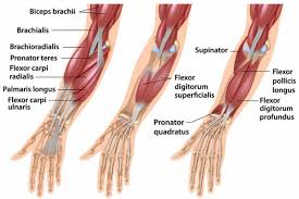 A deep layer, intermediate layer and superficial layer. Forearm Muscles Attachment Nerve Supply Action Anatomy Info