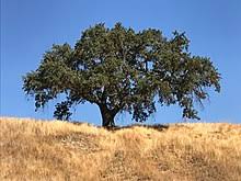 Maybe you would like to learn more about one of these? Quercus Lobata Wikipedia