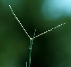 Image result for Paspalum vaginatum