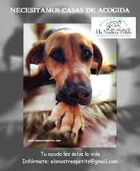 Domstico el siguiente cuestionario lo empleamos como base fundamental para conocer sus aptitudes como casa de acogida. Casas De Acogida Para Perros Adopta Tu Perro