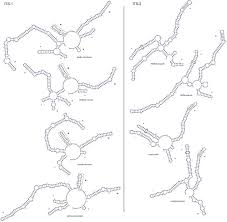 Image result for Wolffiella repanda