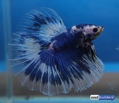 Unboxing 5 of the biggest bettas ever. The Best Of The Aquarama 2015 International Betta Competition Reef Builders The Reef And Saltwater Aquarium Blog