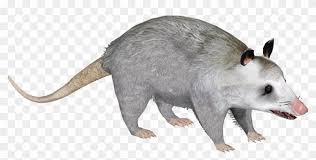 Common Opossum Y Png Opossum Free Use Transparent Clipart 6017638 Pikpng To view the full png size resolution click on any of the below image thumbnail. common opossum y png opossum free use