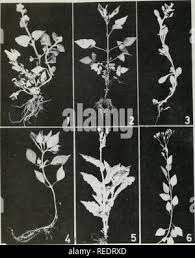 Image result for Otiophora pauciflora
