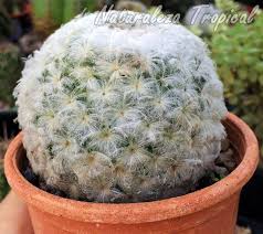 Ver más ideas sobre cactus, cactus y suculentas, suculentas. Lista De Cactus Para Comenzar Tu Punto De Venta Desde Cero