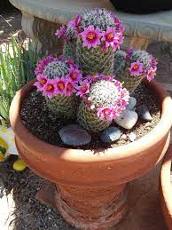 So what better way to celebrate easter than to share my cactus flower and a few other pictures you're tired of your annoying neighbor that gets up at 6am on a saturday morning to mow his lawn. Move Over Coachella No One Does A Flower Crown Like A Cactus Gardening
