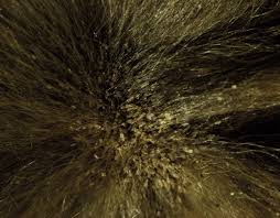Image result for what do Mallophaga look like in dog fur