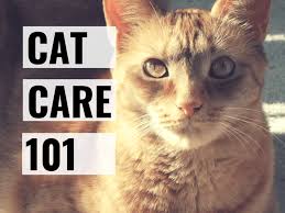 This cleans the gums of cats and keeps them fresh. Cat Care 101 A Guide For New Cat Owners Pethelpful