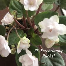 Jun 24, 2021 · netflix's the house of flowers: Le Serebrianyi Ruchei Le Silver Creek E Lebetskaya Large Double Faced Cupped Cream White Flowers Very A African Violets White Flowers African Violet Care