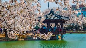 , cherry magic , it seems that you can be a witch if you are a virgin until 30 years old. 2020 South Korea Cherry Blossom Forecast When To Go And Where To See The Sakura
