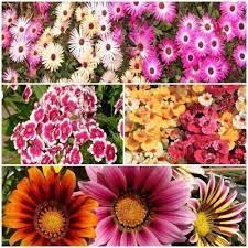 The variety pictured here is called 'pink. Winter Flower Seeds Kit Ice Plant Dianthus Nemesia Gazania 4pkts 50 Seeds Combo By Seedscare India Amazon In Garden Outdoors