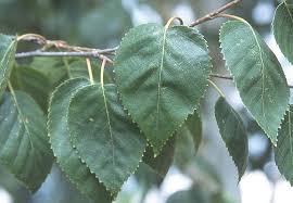 Image result for Brachystegia utilis