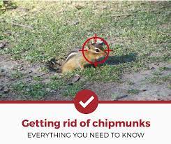 Female chipmunks have one or two litters per year, each with four or five babies. How To Get Rid Of Chipmunks The Definitive Guide