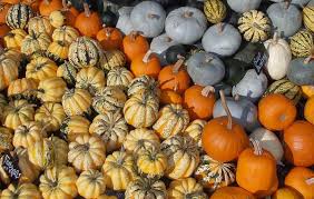 A heavy frost will affect the storability of the winter squash, so harvest your. Cucurbita Wikipedia