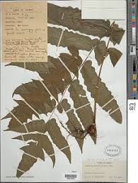 Image result for Blotiella currorii