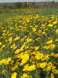 A Field Of Wild Chrysanthemums Art And Architecture Planting Flowers Celebrity Art