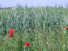 See more of terrains agricoles à vendre on facebook. Terrain Loire Atlantique 44 Parcelle A Vendre