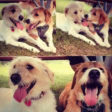 Puppy play date at Reber Ranch with Peanut and Lucky